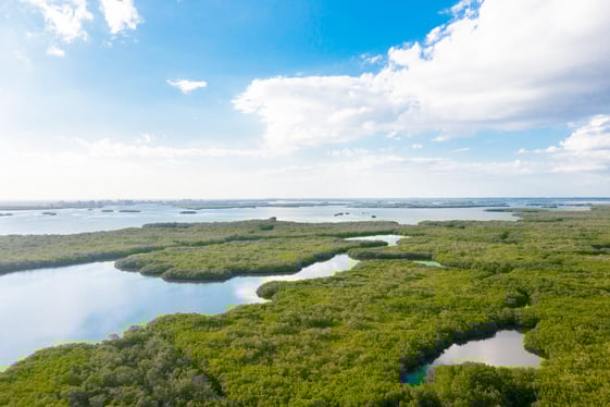 Florida estuary with winding waterways and marsh vegetation near The Ritz-Carlton Residences, Estero Bay