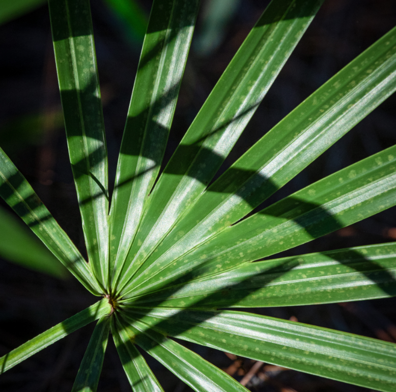 A close up image of a local plant that grows abundantly in the village of Saltleaf on Estero Bay