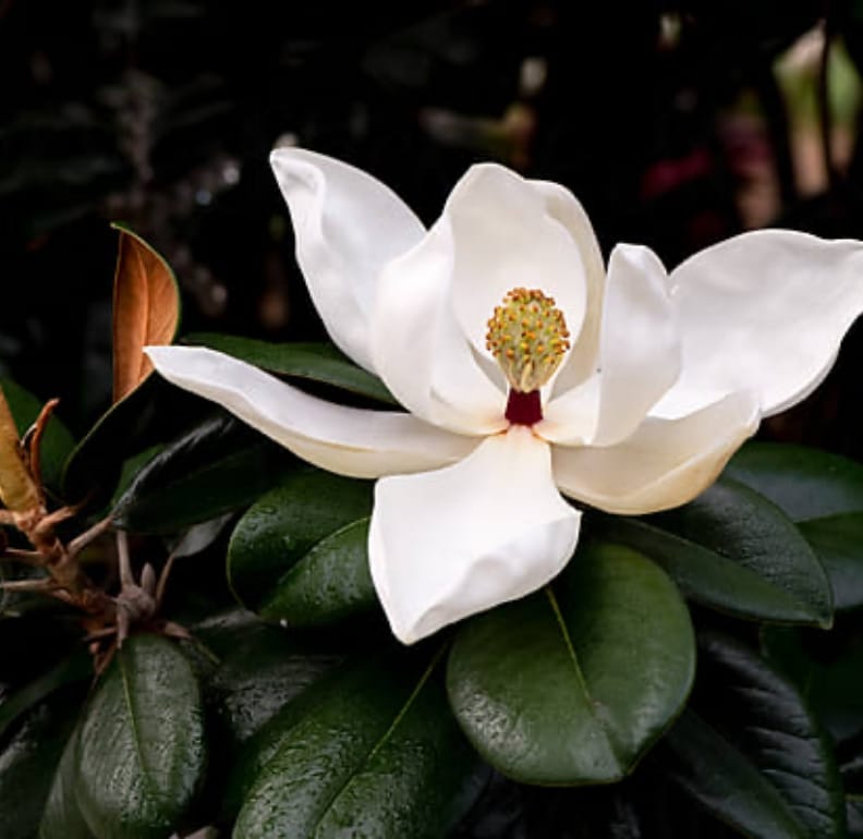 A close up photo taken of a local flower that is sure to bloom in abundance alongside walking paths on the property