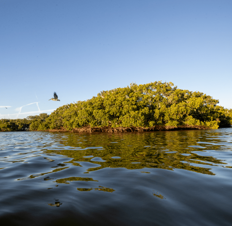 A mangrove island found in the aquatic preserve of Estero Bay, with a native bird in flight overtop
