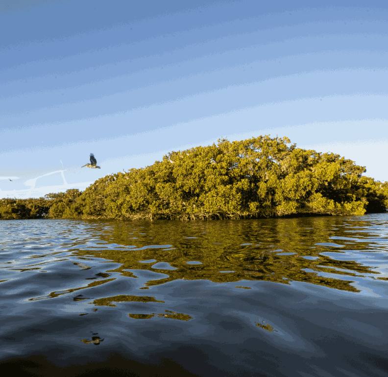 A mangrove island found in the aquatic preserve of Estero Bay, with a native bird in flight overtop_11zon