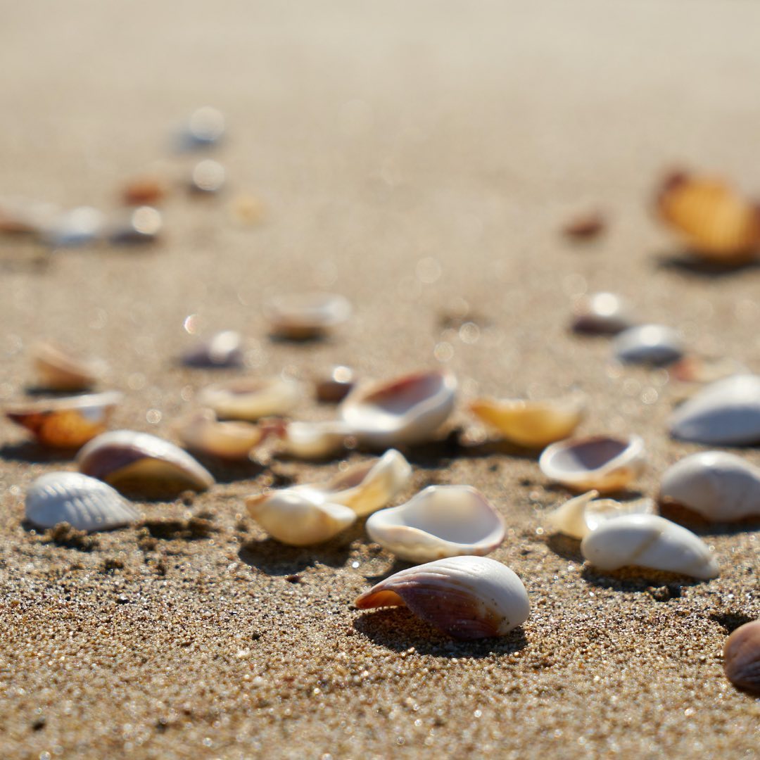 Famous for the abundance of seashells, nearby Sanibel and Captiva Islands are just a quick boat ride...