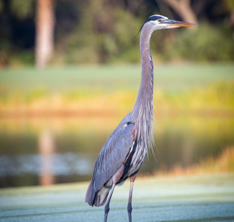 The-Great-Egret_-a-native-species-of-bird-to-the-area_-explores-the-landscape-surrounding-The-Ritz-C