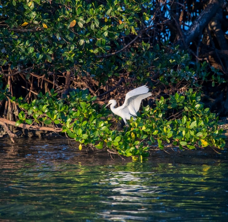 A native bird leaping off of a branch in a thicket of mangroves and spreading its wings over the calm water of Estero Bay